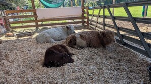 شقة (1 Bedroom) | مخطط تصميم الطابق