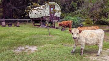 Apartment (1 Bedroom) | Floor plan