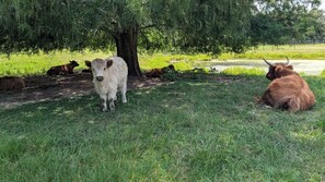 Apartment (1 Bedroom) | Floor plan