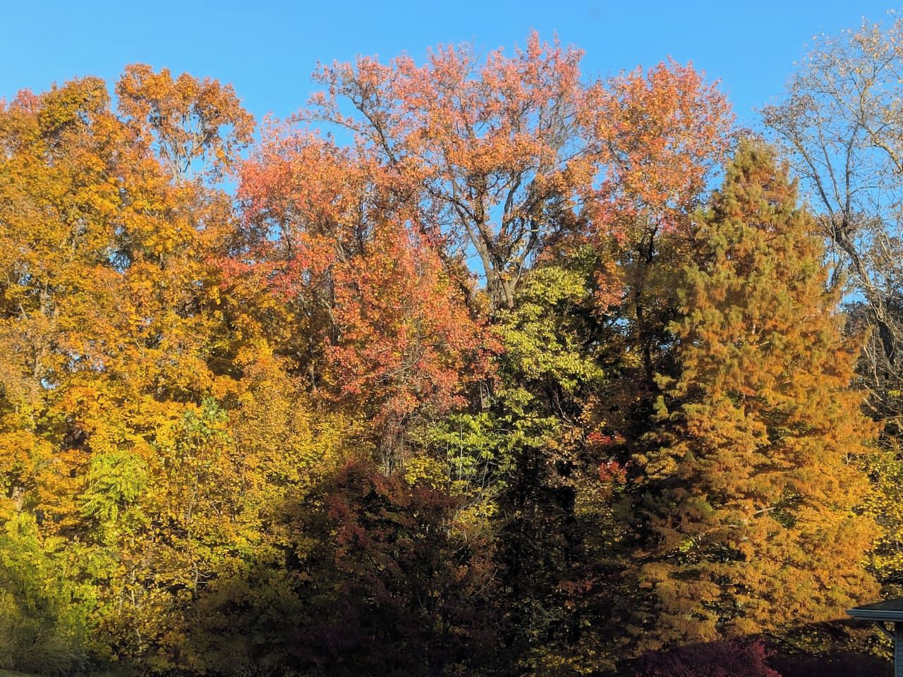 A dense forest with a variety of trees displaying autumn foliage.