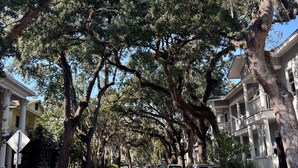Une rue bordée d’arbres, avec des voitures garées et un trottoir pavé de briques.
