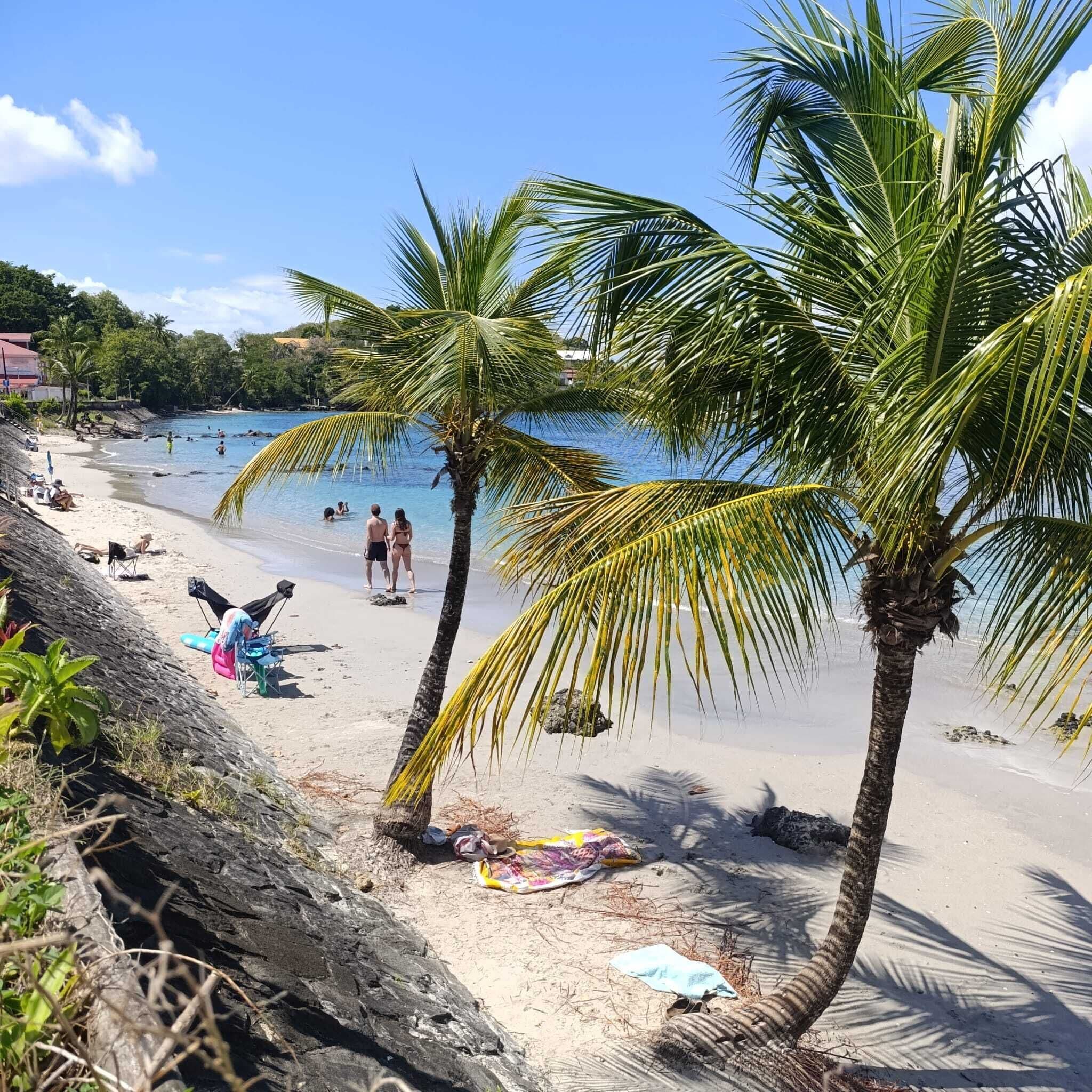 A beach with palm trees, a sandy shore, and people in the water.