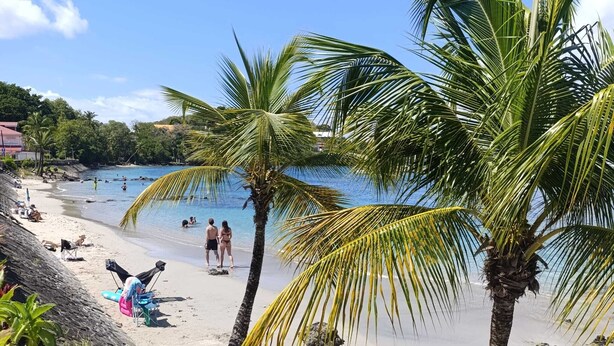Uma praia com palmeiras, areia e pessoas na água.