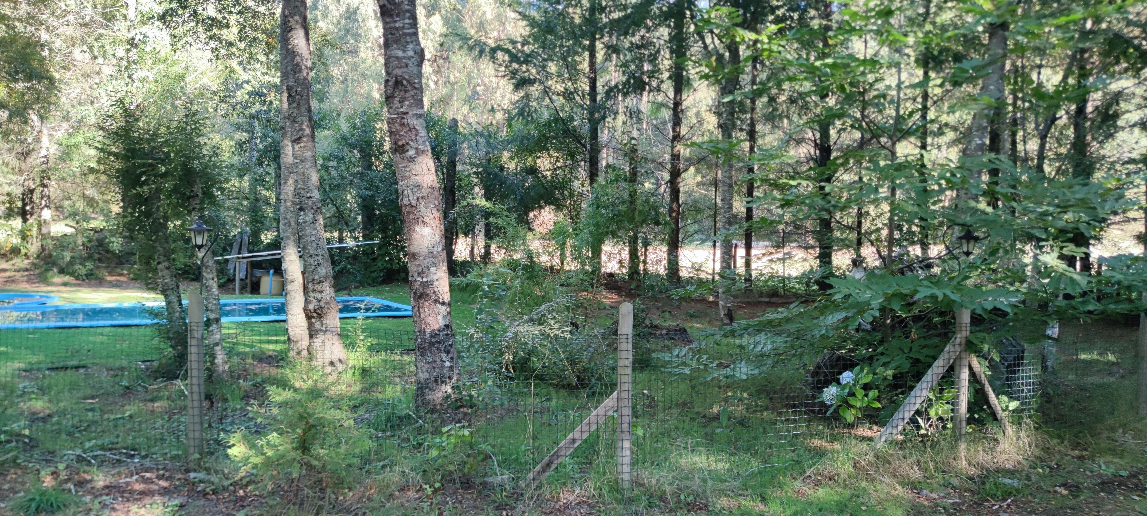 A forested area with a fenced pool and a gazebo.