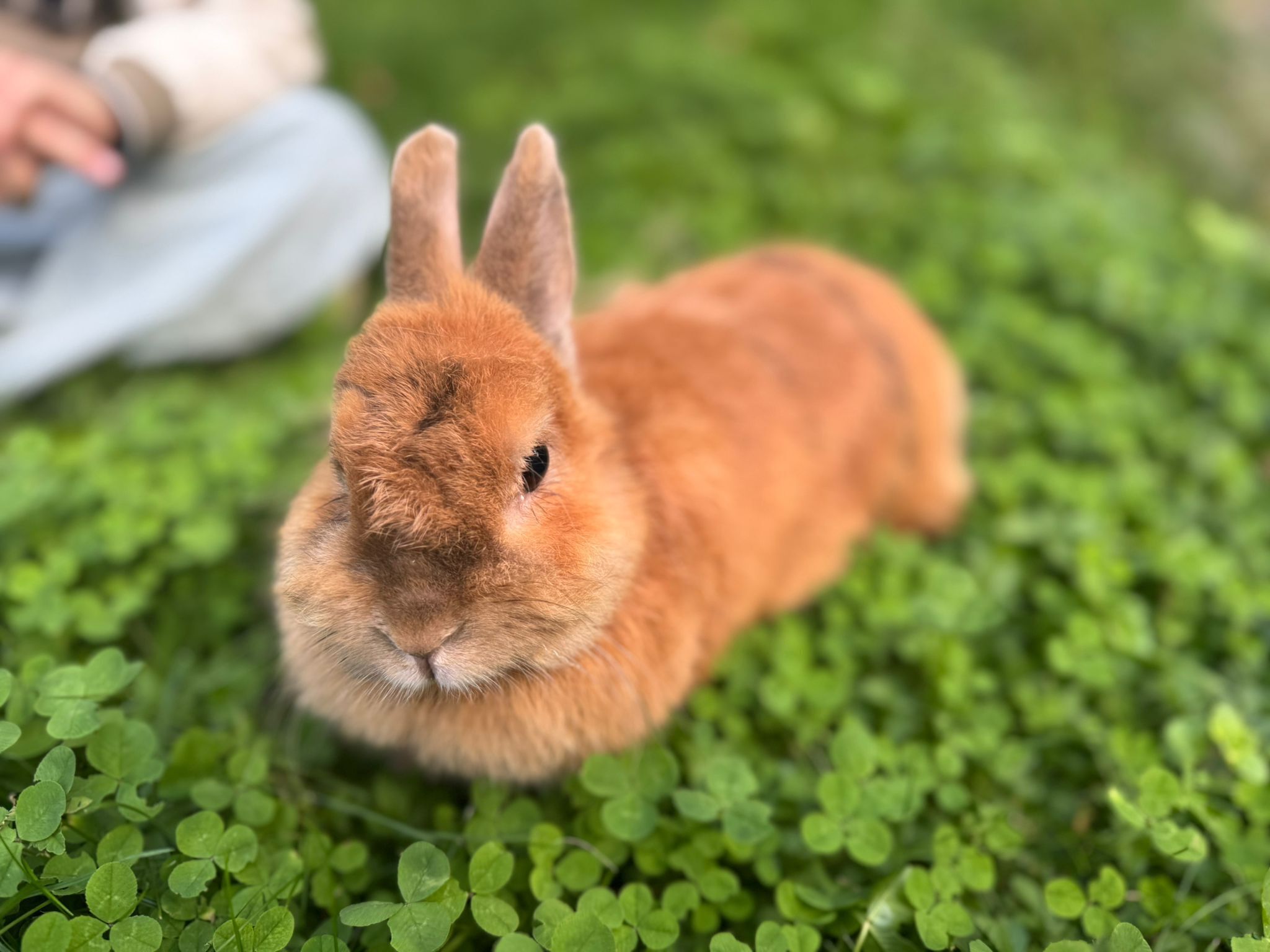 Un primer plano de un conejo marrón sobre trébol verde.