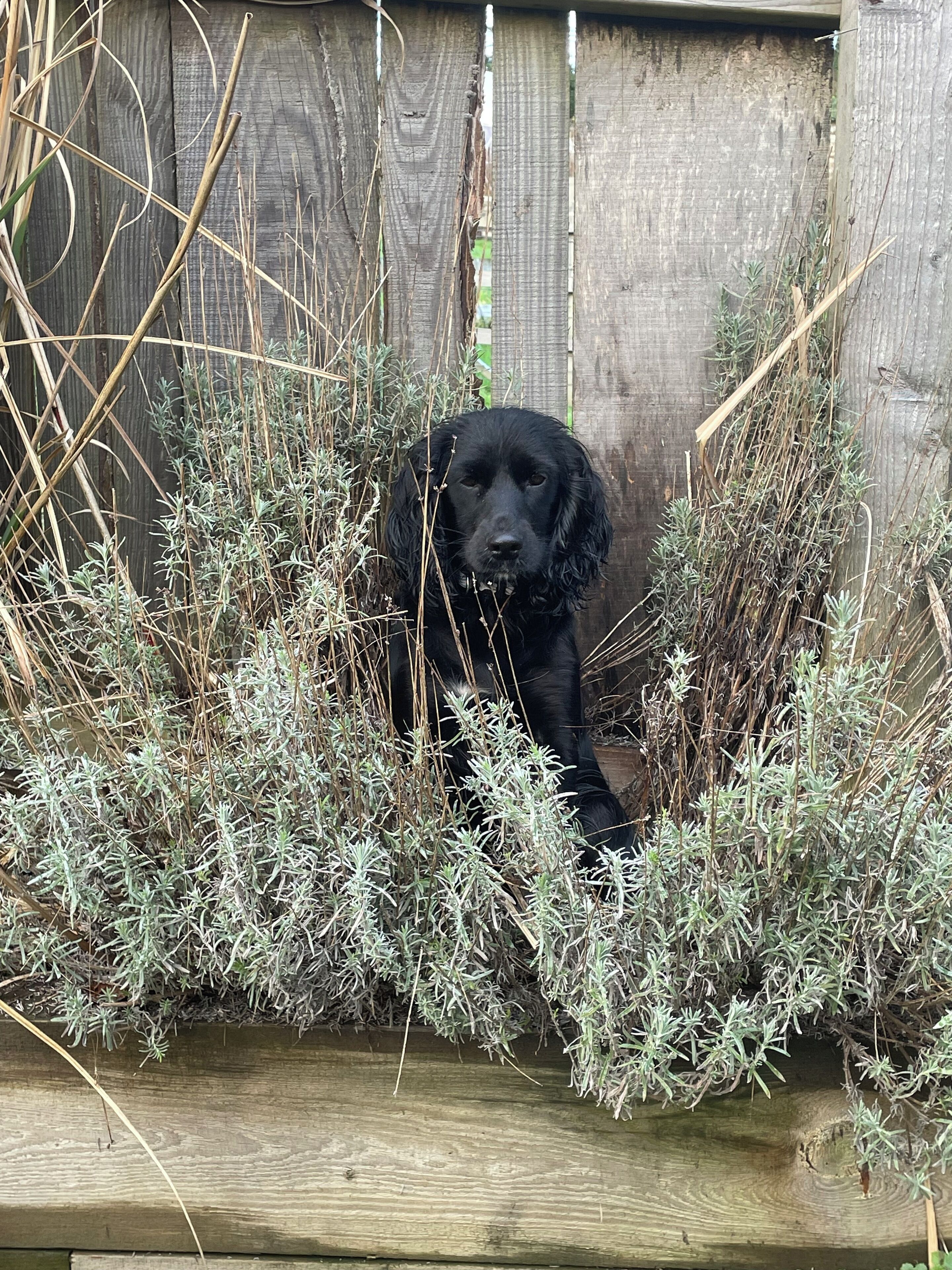 A black dog partially hidden in dense, green foliage.