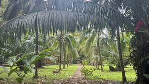 A pathway surrounded by palm trees and greenery, leading to a distant structure. - Sabalo lodge (Sierpe)