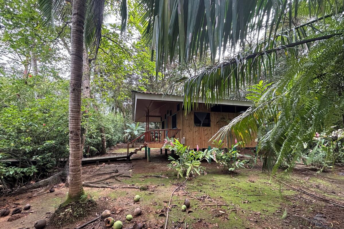 Una pequeña cabaña de madera rodeada de exuberante follaje tropical, con suelo de tierra y cocos dispersos.