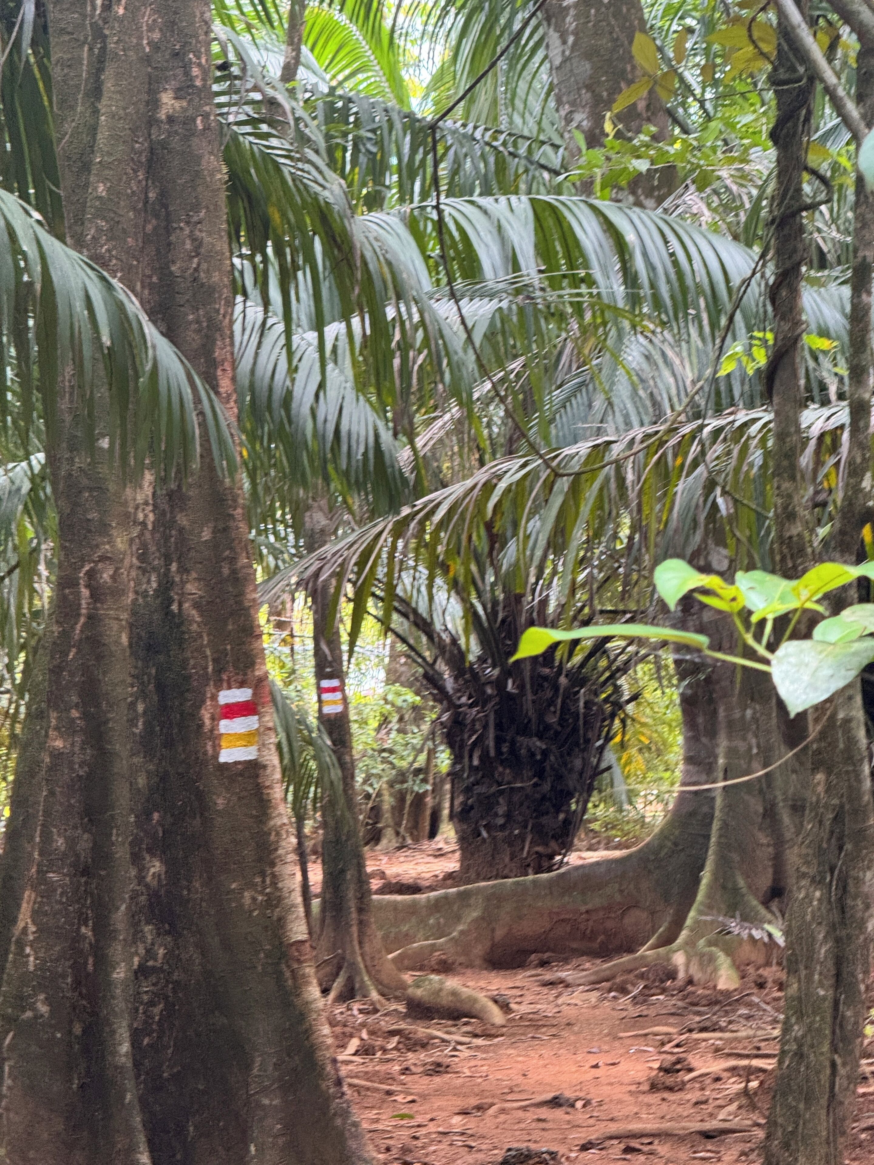 A dense forest with large trees and a dirt path.
