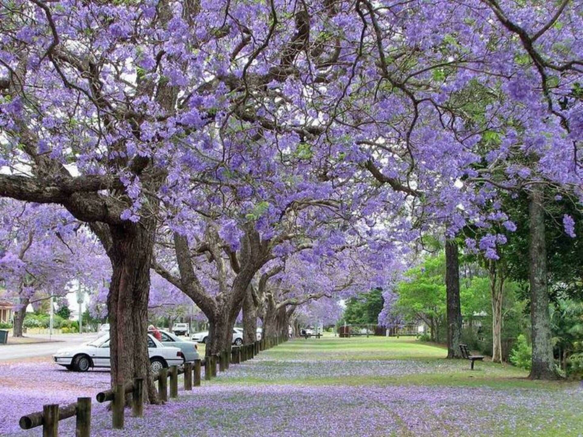 A tree-lined street with purple flowers, a fence, and parked cars.