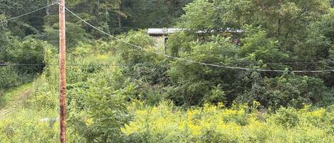 Un poste de madera con líneas eléctricas en un área verde exuberante, con vegetación densa y un edificio pequeño al fondo.