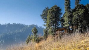 A lodge with a wooden exterior, surrounded by tall pine trees and a forested backdrop. - DUPLEX TREEHOUSE- TANDI -WIFI (Tandi)