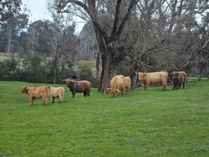 A group of Highland cattle grazing in a grassy field with trees in the background. - Lakebrook Country Escape (Carlotta)