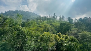 A lush green landscape with dense vegetation and a hill in the background. - Ella Hide Forest Cottage (Ella)