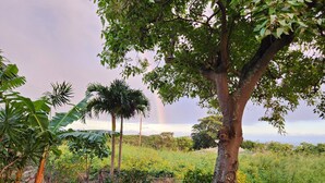 A garden with a large tree, a banana plant, and a fence.