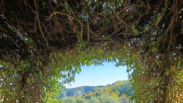 Una piscina rodeada de vegetación, vista a través de un arco natural.