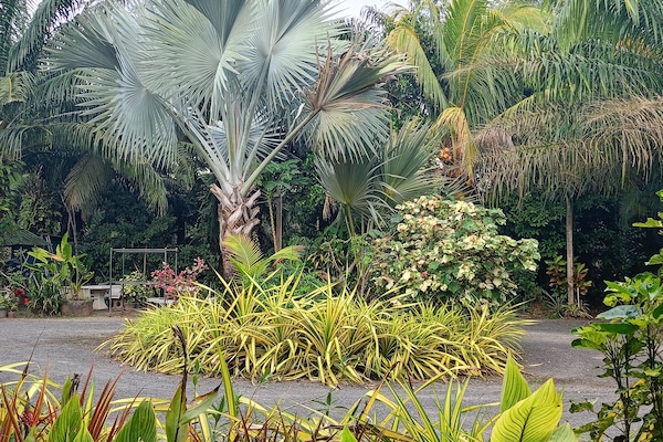 Deluxe Room, Garden View | Garden view