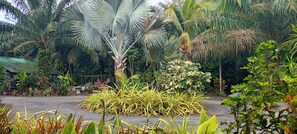 A lush garden with various tropical plants and a palm tree. - Krasom Homestay (Takua Thung)