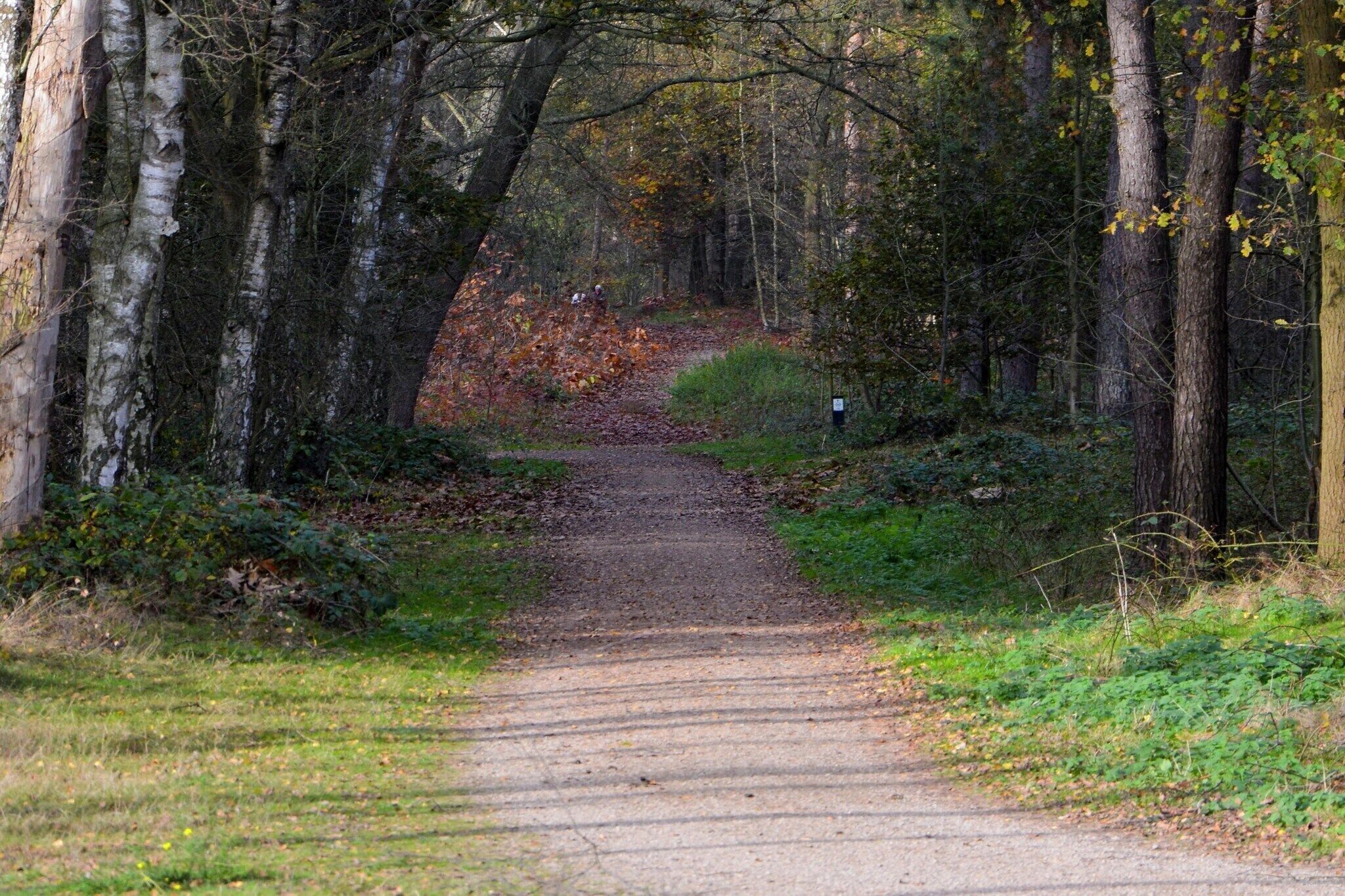 A forest path with birch trees on either side.