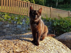 Property grounds - Four-bed room (2-3 nights half board) - organic health farm Putz & Binder (Zeilerviertel)