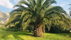 Un palmier dans un jardin, avec une structure en pierre en arrière-plan.