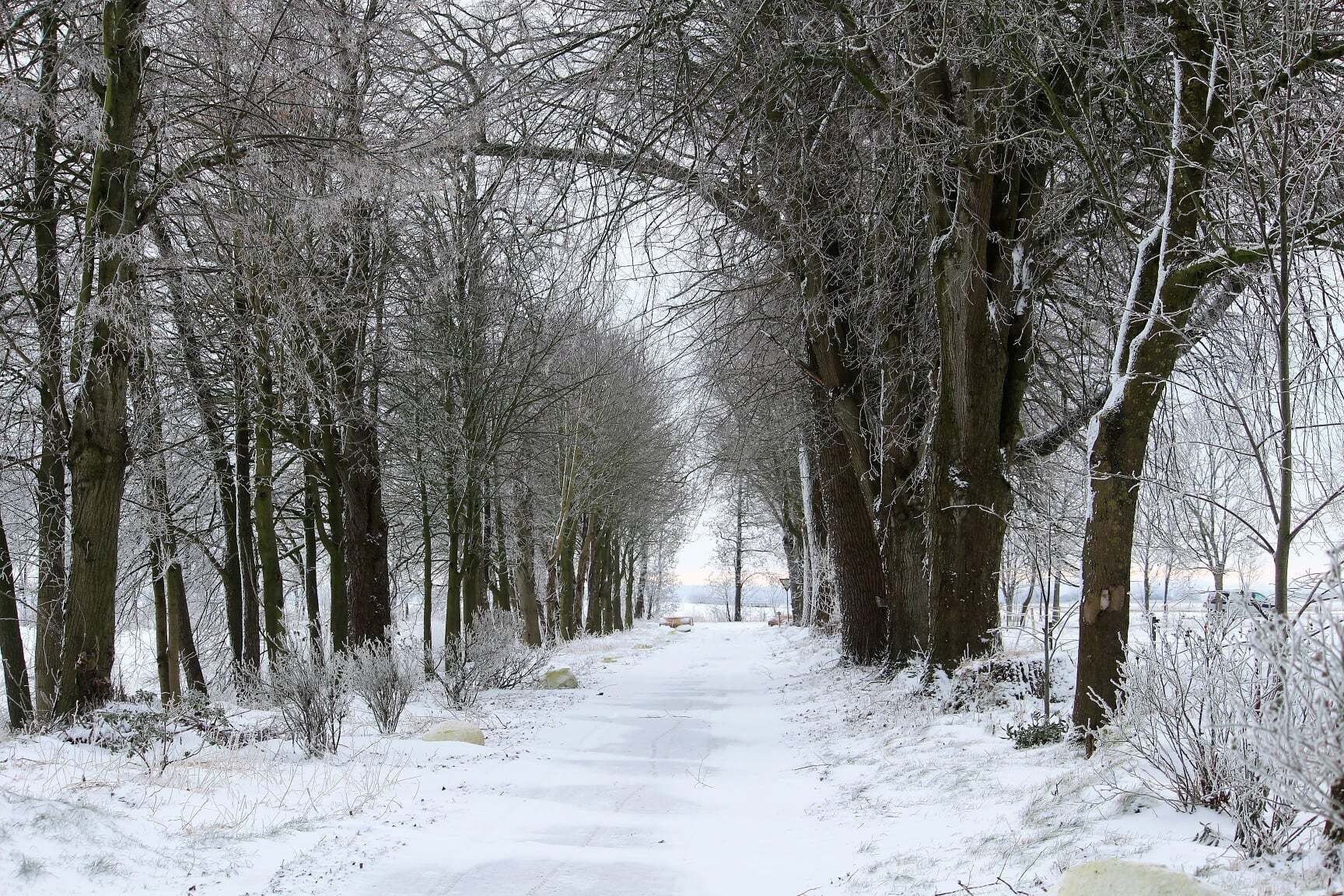 A snow-covered pathway flanked by tall trees.