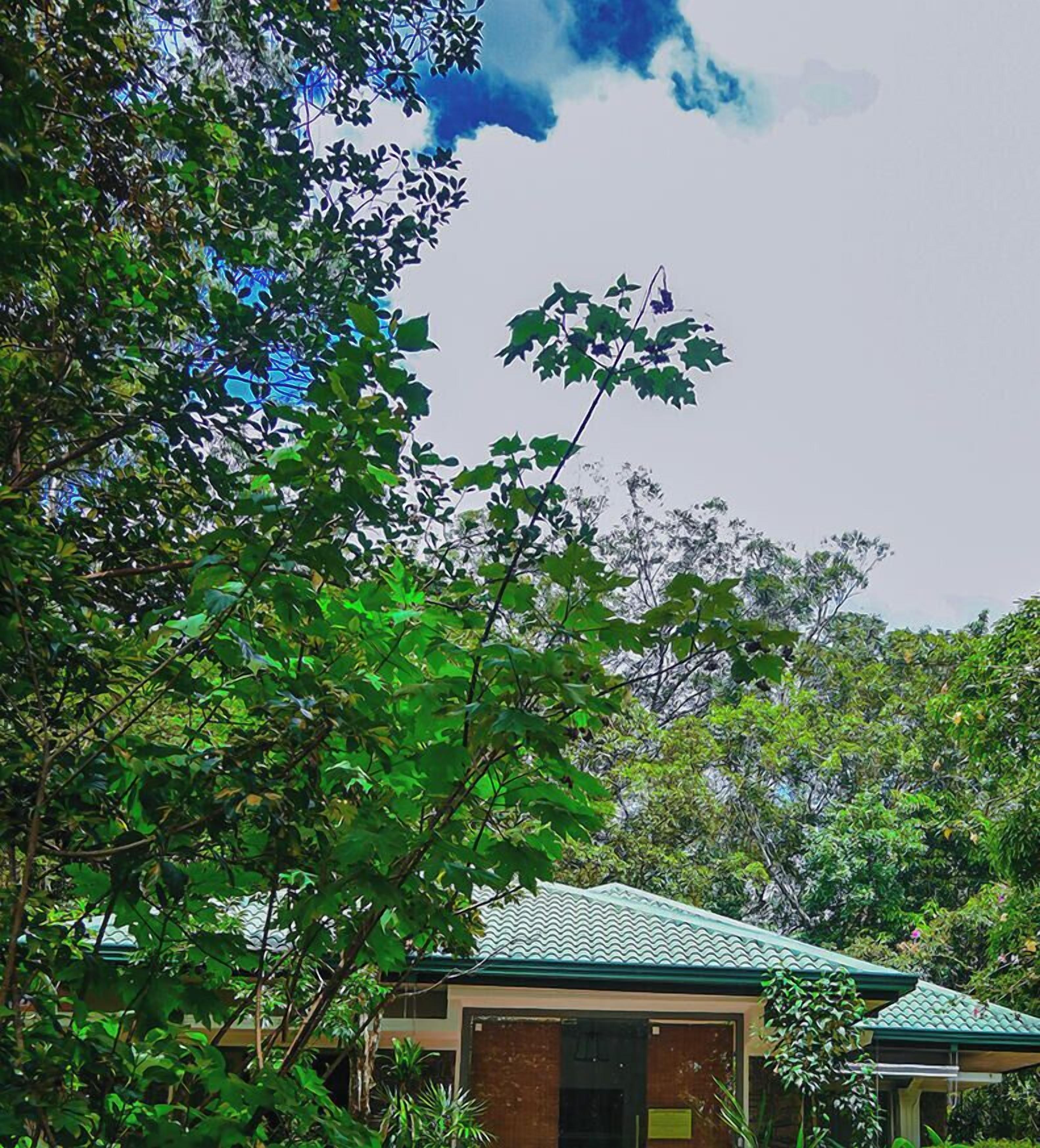 A building with a green roof, surrounded by dense foliage.