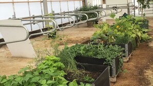Un invernadero con hileras de plantas en macetas negras.