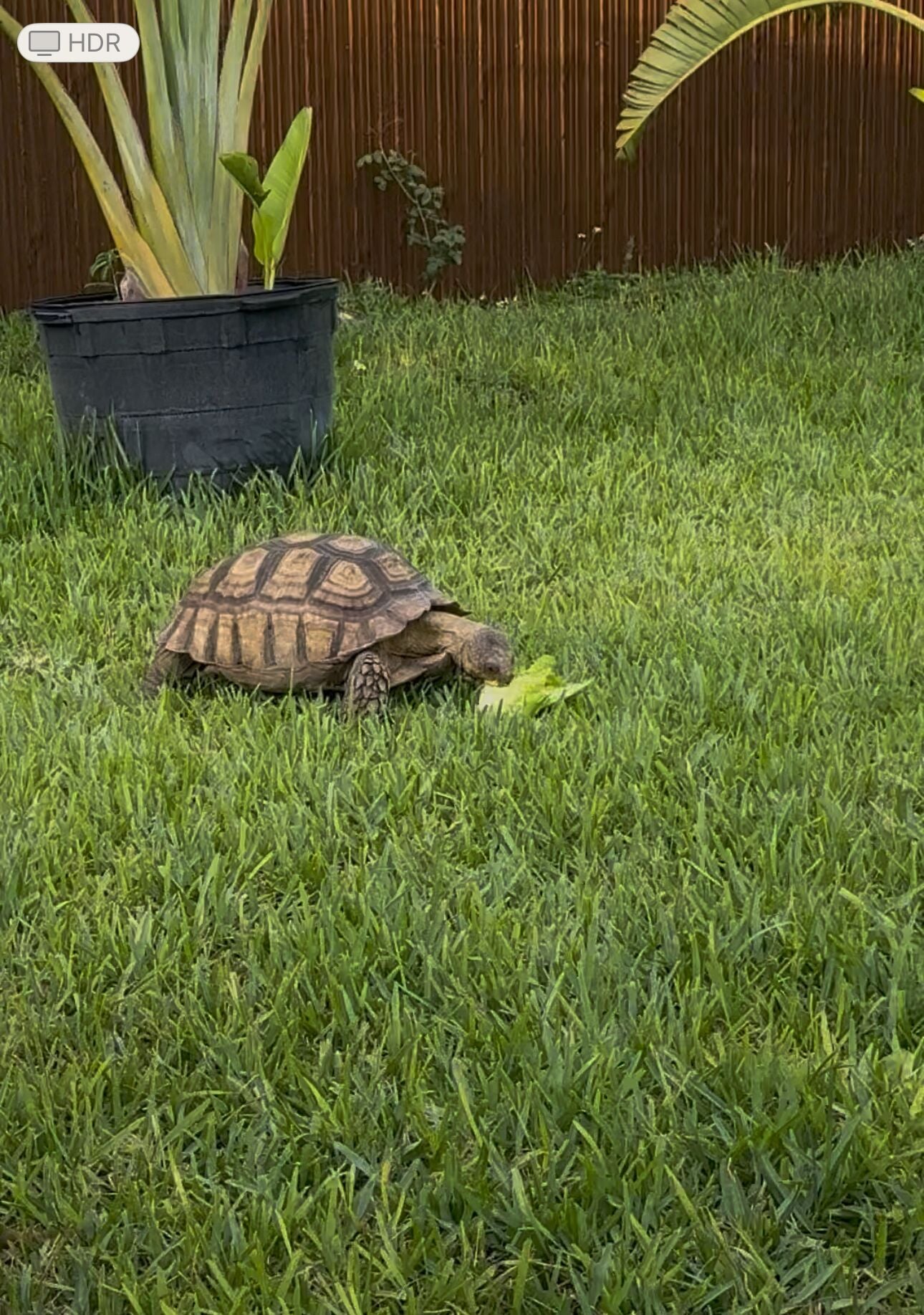 A tortoise on a grassy lawn with a wooden fence and a potted plant in the background.
