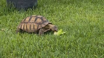 A tortoise on a grassy lawn with a wooden fence and a potted plant in the background.