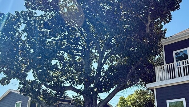 A residential area with a large tree, a wooden fence, and houses with balconies. - 4 Blocks to Beach/Pleasure Pier-1 Block off parade route-KING Suite-Allow Pets (Galveston)