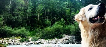Casetta Del Caregon: tranquilidad, bosques y gran terraza con vistas al Pelmo en Vinigo