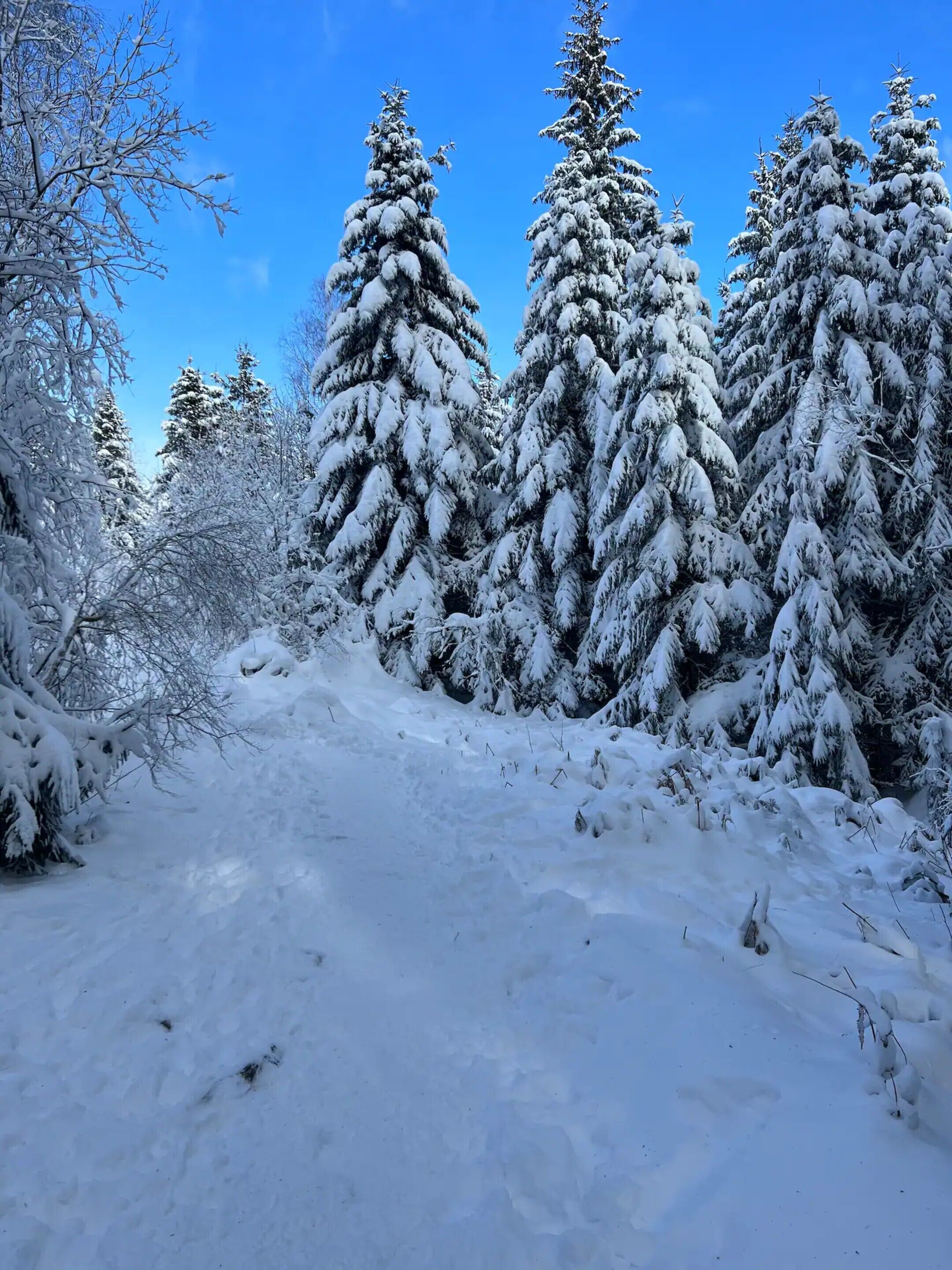 Un sentier enneigé à travers une forêt, bordé de grands arbres à feuilles persistantes.