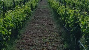 Un sentier traversant un vignoble, avec des rangées de vignes de chaque côté.