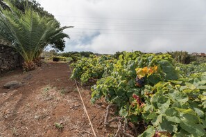 Property grounds - Holiday Home 'Finca Mamposo' – Pets Welcome (Tacoronte)