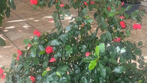 Ein Topfpflanze mit roten Blüten in einem Innenhof mit gefliestem Boden und einem weißen Gebäude mit einer dunklen Tür im Hintergrund.