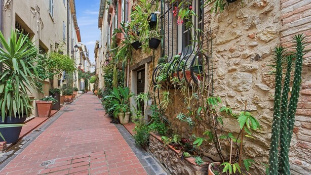 Une ruelle étroite, bordée de plantes en pot et de cactus.
