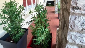 Un pasillo con una pared de piedra a un lado y una alfombra roja. Hay dos plantas en macetas dentro de cajas negras y rojas.