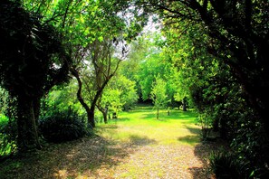 A forested path with dense greenery and trees.