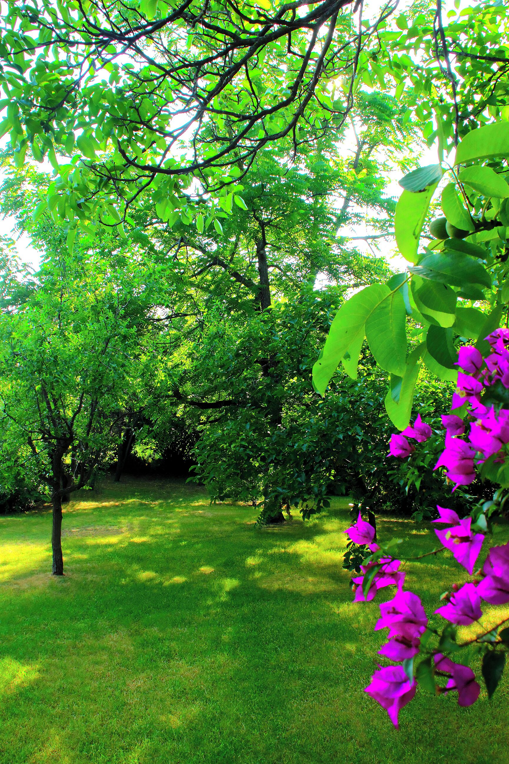 Un parc verd i frondós amb arbres i plantes en flor.