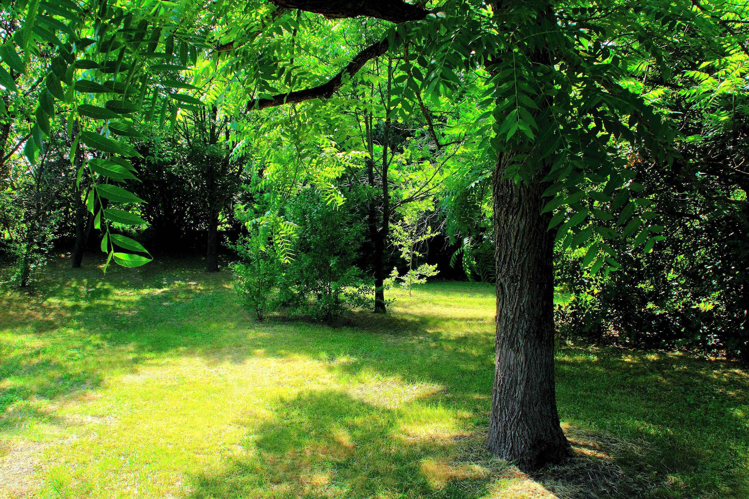 A forested area with a grassy path and trees.