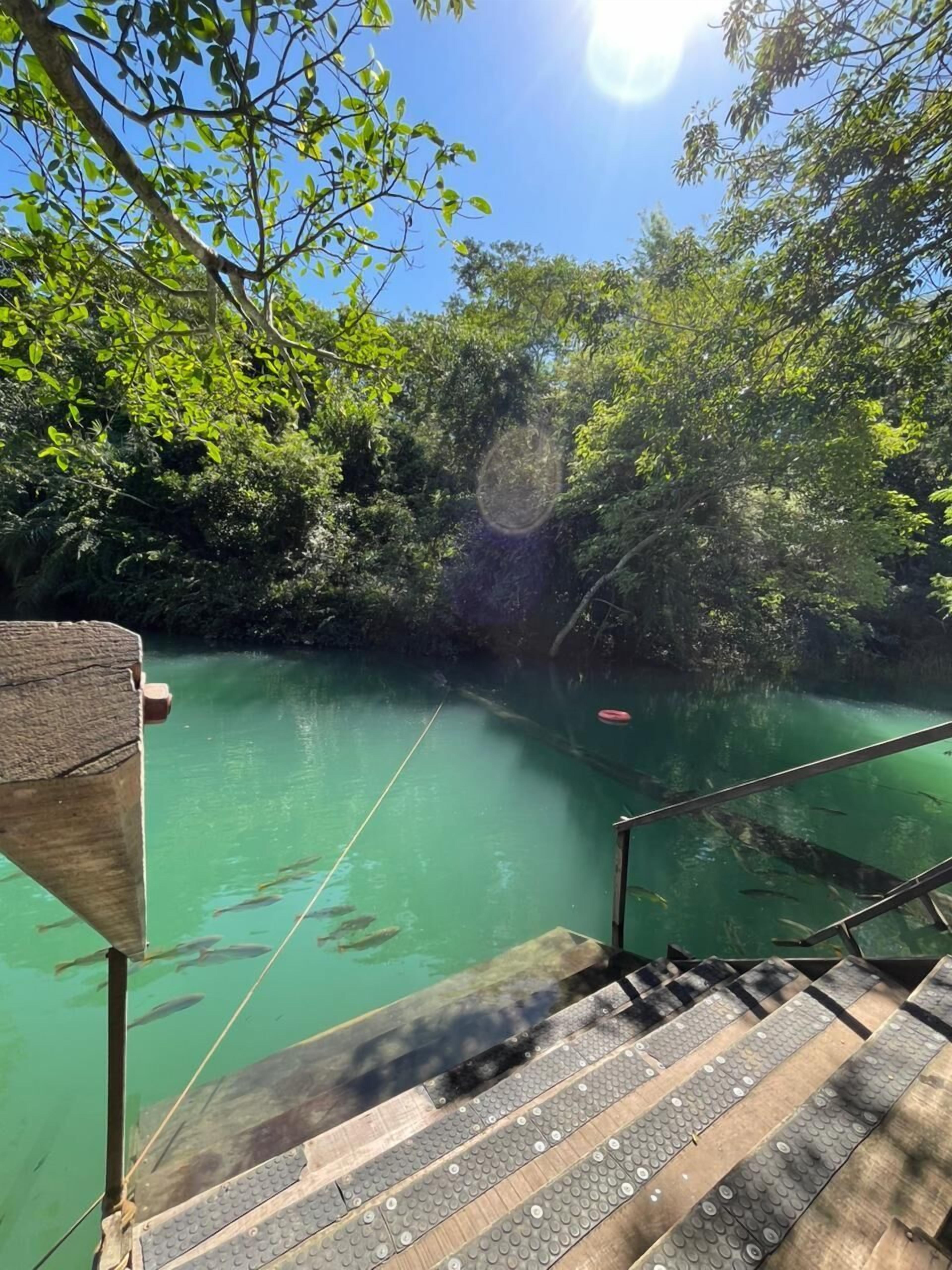 Un escalier en bois mène à un plan d’eau bordé d’une végétation luxuriante.