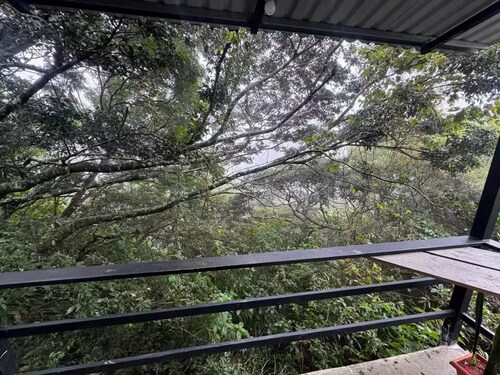 howler monkey cabin