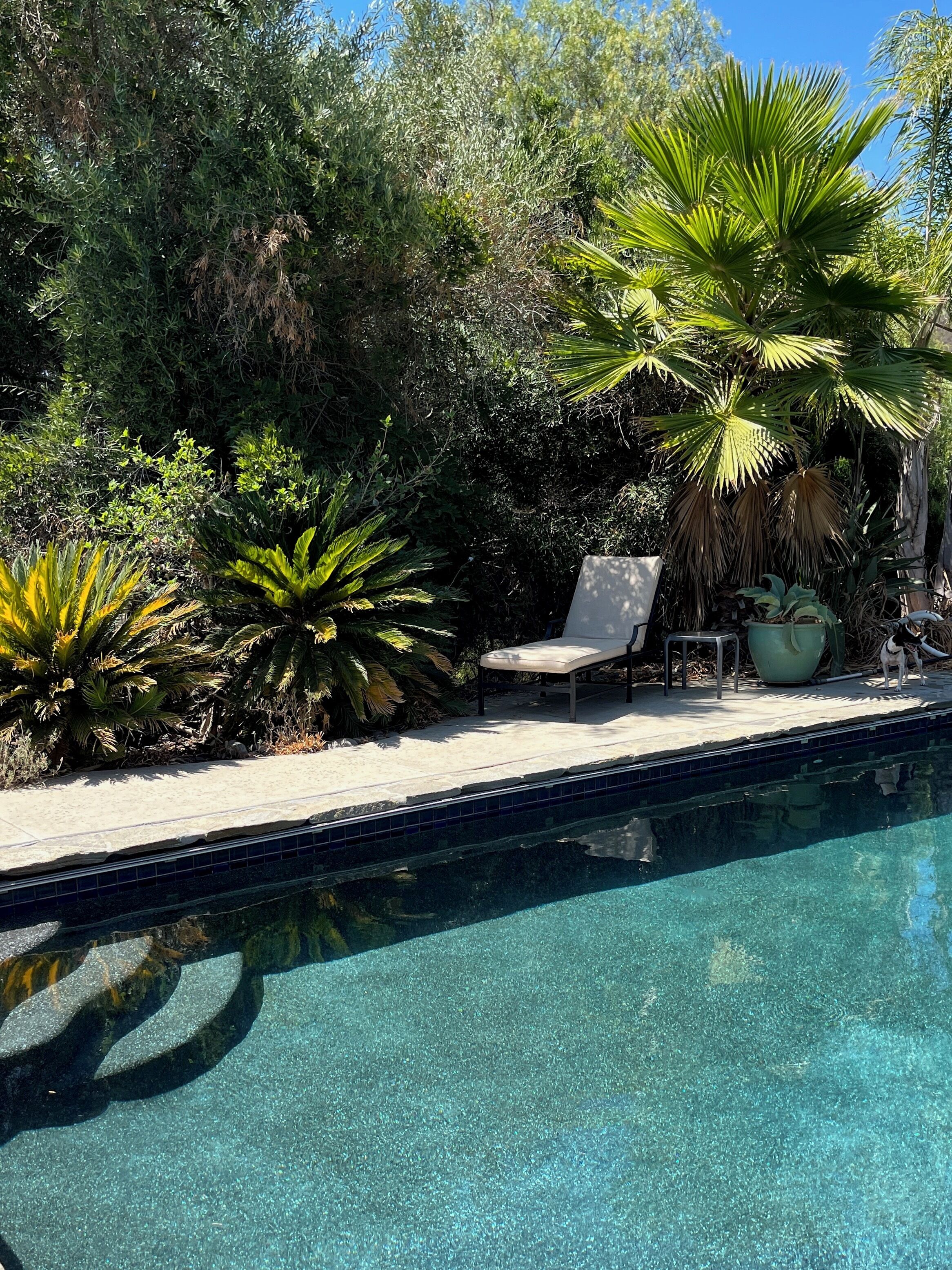Ein Pool mit klarem Wasser, umgeben von üppigem Grün und einem Stuhl.