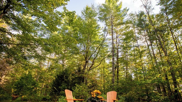 Twee Adirondack stoelen in een bebost gebied, met een gazon op de voorgrond en dichte bomen op de achtergrond.