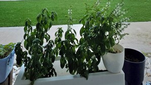 A view from a covered outdoor area with potted plants in the foreground and a distant view of a stadium and a tall structure.