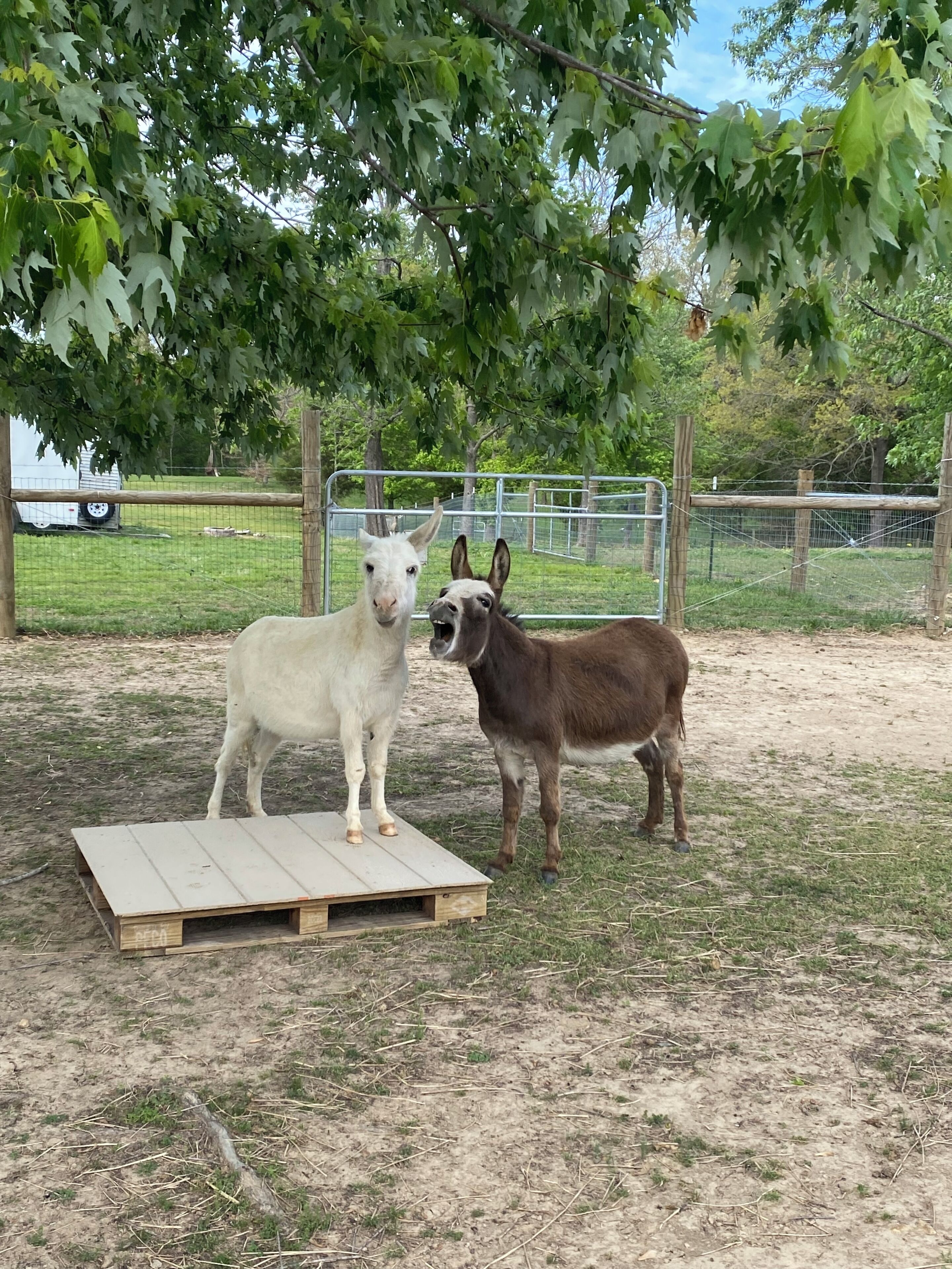 Two animals standing on a wooden platform in an outdoor enclosure with a fence and trees in the background.