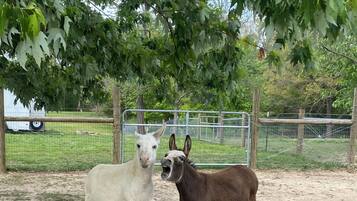 Two animals standing on a wooden platform in an outdoor enclosure with a fence and trees in the background.