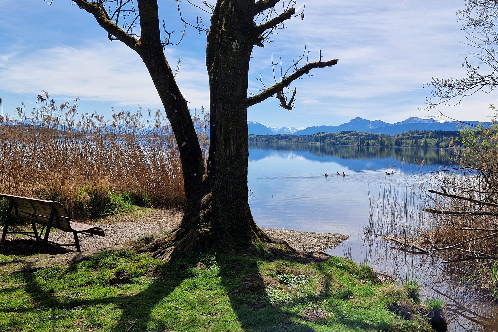 A lakeside view with a bench, a large tree, and mountains in the background.