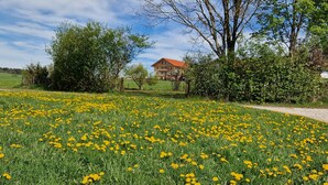 En blomstereng med gule blomster og en bygning i baggrunden.